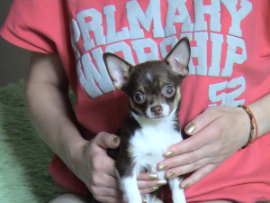 Dodatkowe zdjęcia: Dziewczyna Chihuahua.