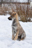 Zdjęcie №2 do zapowiedźy № 9721 na sprzedaż  wilczak czechosłowacki - wkupić się Federacja Rosyjska prywatne ogłoszenie