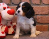 Zdjęcie №1. cavalier king charles spaniel - na sprzedaż w Degerfors | negocjowane | Zapowiedź №55331