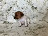 Zdjęcie №3. Szczeniaki Jack Russell Terrier. Estonia