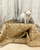 Zdjęcie №1. chihuahua (rasa psów) - na sprzedaż w Villach | negocjowane | Zapowiedź №96454