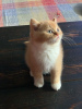 Zdjęcie №1. kot brytyjski krótkowłosy - na sprzedaż w Mesquite | 911zł | Zapowiedź № 37142