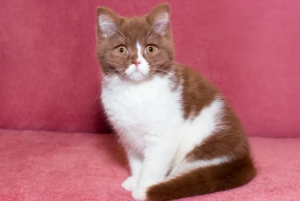 Zdjęcie №2 do zapowiedźy № 2227 na sprzedaż  kot brytyjski krótkowłosy - wkupić się USA od żłobka