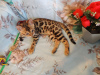 Zdjęcie №2 do zapowiedźy № 8094 na sprzedaż  kot bengalski - wkupić się Federacja Rosyjska od żłobka, hodowca