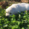 Zdjęcie №3. Sprzedam szczenięta rasy golden retriever. Australia