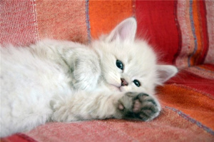 Zdjęcie №1. kot syberyjski - na sprzedaż w Irkuck | Bezpłatny | Zapowiedź № 442