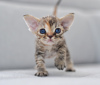 Zdjęcie №1. devon rex - na sprzedaż w Vreden | 6278zł | Zapowiedź № 44547