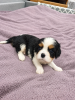 Dodatkowe zdjęcia: Idealne szczenięta Cavalier King Charles Spaniel.