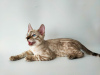 Zdjęcie №1. kot bengalski - na sprzedaż w Borispol | 4584zł | Zapowiedź № 12164