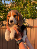 Dodatkowe zdjęcia: Uroczy piesek rasy beagle szuka domu i najczulszych przytulasów!
