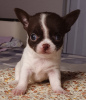 Zdjęcie №3. Czekoladowy chłopiec Chihuahua. Federacja Rosyjska