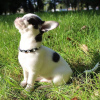 Zdjęcie №2 do zapowiedźy № 30079 na sprzedaż  chihuahua (rasa psów) - wkupić się Wielka Brytania prywatne ogłoszenie