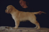 Zdjęcie №4. Sprzedam golden retriever w Petersburg. hodowca - cena - 3820zł