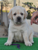 Dodatkowe zdjęcia: Szczeniaki Labrador Retriever