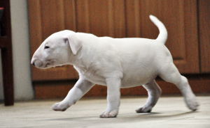 Zdjęcie №3. Szczeniak Bull Terrier. Ukraina