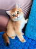 Zdjęcie №2 do zapowiedźy № 84060 na sprzedaż  kot brytyjski krótkowłosy - wkupić się USA prywatne ogłoszenie