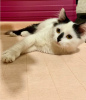 Zdjęcie №3. Obłędnie piękna kotka Yasha szuka domu.. Federacja Rosyjska