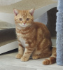 Zdjęcie №1. kot brytyjski krótkowłosy - na sprzedaż w Dnipro | 1401zł | Zapowiedź № 34219