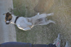 Zdjęcie №4. Sprzedam jack russell terrier w Symferopol. od żłobka - cena - 1255zł