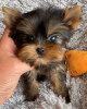 Zdjęcie №1. yorkshire terrier - na sprzedaż w Берген | 872zł | Zapowiedź №42918