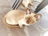 Zdjęcie №2 do zapowiedźy № 28352 na sprzedaż  kot burmski - wkupić się Włochy prywatne ogłoszenie