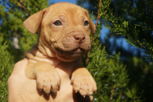 Dodatkowe zdjęcia: Hodowla LOVELY HEARTS, szczenięta pit bull terriera hodowli sportowej