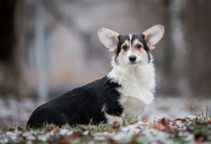 Dodatkowe zdjęcia: Dziewczyna Welsh Corgi Pembroke