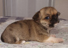 Dodatkowe zdjęcia: Chihuahua Red Sable Mini Boy