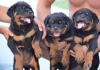 Zdjęcie №2 do zapowiedźy № 113447 na sprzedaż  rottweiler - wkupić się Serbia hodowca