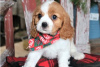 Zdjęcie №3. Urocze szczenięta Cavalier King Charles do bezpłatnej adopcji. Niemcy