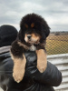 Zdjęcie №1. pies nierasowy - na sprzedaż w Zaporoże | 3218zł | Zapowiedź №9471