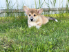 Dodatkowe zdjęcia: Szczenięta Pembroke Welsh Corgi