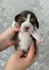 Zdjęcie №4. Sprzedam beagle (rasa psa) w Sewastopol. prywatne ogłoszenie, od żłobka - cena - negocjowane