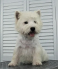 Dodatkowe zdjęcia: Szczeniak West Highland White Terrier od Championa Międzynarodowego