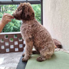 Dodatkowe zdjęcia: Szczenięta Lagotto Romagnolo