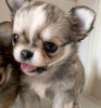 Zdjęcie №3. Uroczy szczeniak Chihuahua do adopcji. USA
