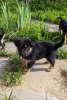 Zdjęcie №2 do zapowiedźy № 102260 na sprzedaż  pies nierasowy - wkupić się Federacja Rosyjska prywatne ogłoszenie