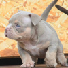 Zdjęcie №1. american bully - na sprzedaż w Praga | 2511zł | Zapowiedź №105820