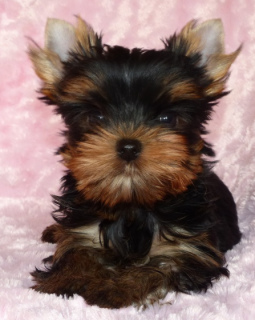 Zdjęcie №2 do zapowiedźy № 1094 na sprzedaż  yorkshire terrier - wkupić się Niemcy prywatne ogłoszenie, od żłobka, hodowca