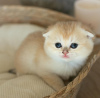 Zdjęcie №1. scottish fold - na sprzedaż w San Diego | 1188zł | Zapowiedź № 123028