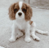 Zdjęcie №1. cavalier king charles spaniel - na sprzedaż w Brno | negocjowane | Zapowiedź №57877