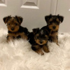 Zdjęcie №1. yorkshire terrier - na sprzedaż w Sint-Truiden | Bezpłatny | Zapowiedź №118043