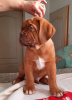 Dodatkowe zdjęcia: Dogue de Bordeaux