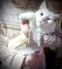 Zdjęcie №3. Śnieżnobiały kot Luty szuka domu!. Federacja Rosyjska