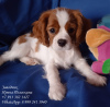 Zdjęcie №1. cavalier king charles spaniel - na sprzedaż w Petersburg | negocjowane | Zapowiedź №11578