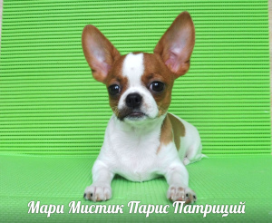 Zdjęcie №2 do zapowiedźy № 1387 na sprzedaż  chihuahua (rasa psów) - wkupić się Federacja Rosyjska od żłobka