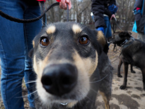 Zdjęcie №2 do zapowiedźy № 5971 na sprzedaż  pies nierasowy - wkupić się Federacja Rosyjska ze schronu