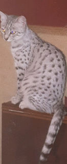 Zdjęcie №1. kot egipski mau - na sprzedaż w Moskwa | 1815zł | Zapowiedź № 2480