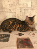 Zdjęcie №1. kot bengalski - na sprzedaż w Баку | negocjowane | Zapowiedź № 73547