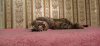 Zdjęcie №3. Młoda kotka Masyanya szuka rodziny.. Federacja Rosyjska